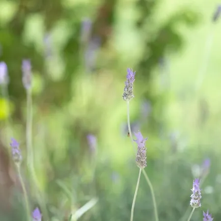 Maria's Peaceful Nest Будинок відпочинку